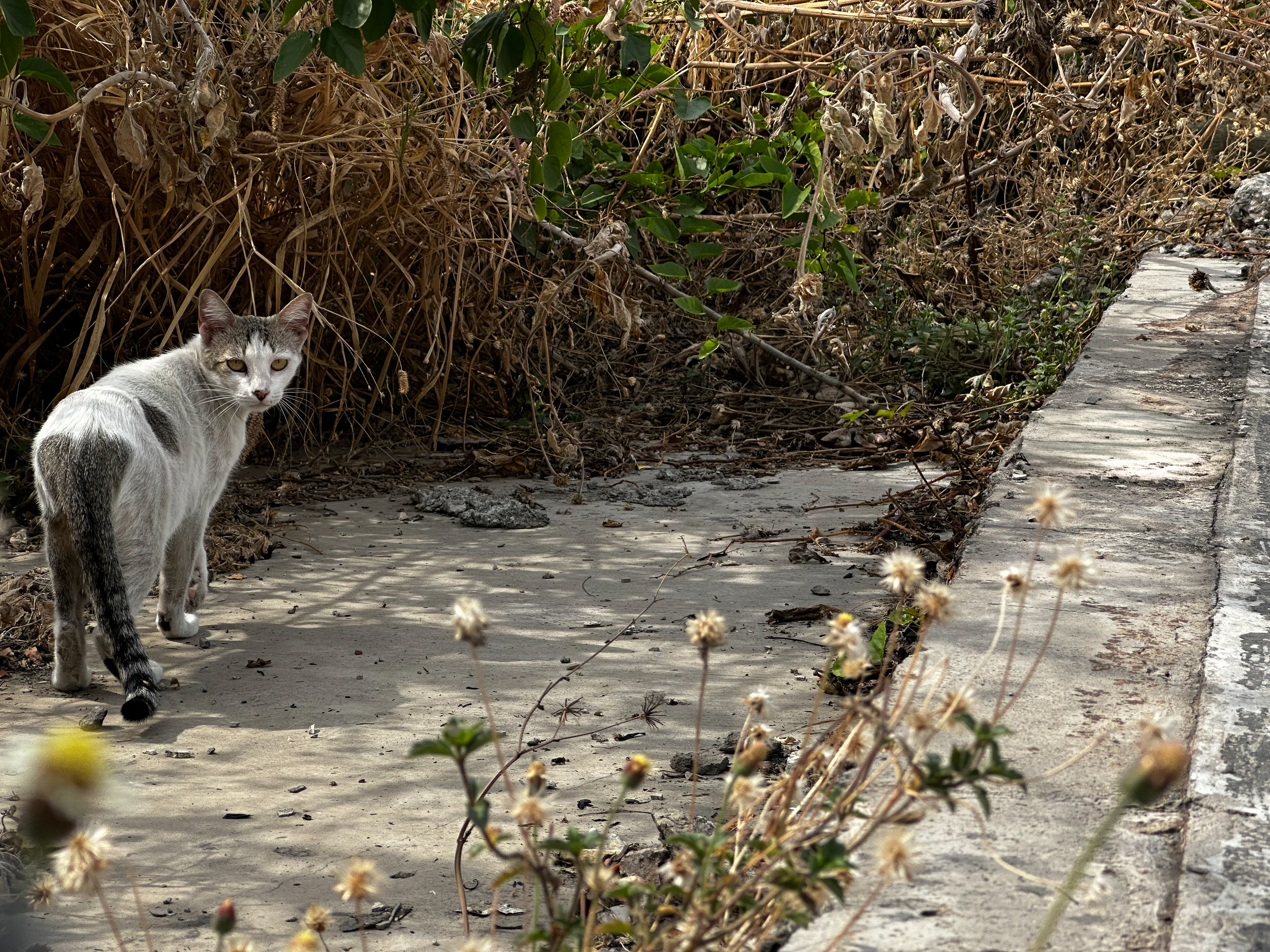 Cat standing on a concrete path next to dry plants